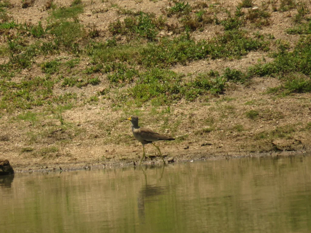 黑喉麦鸡(Vanellus senegallus)