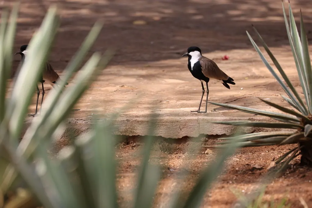 黑胸麦鸡(Vanellus spinosus)