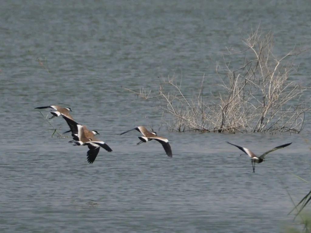 黑胸麦鸡(Vanellus spinosus)