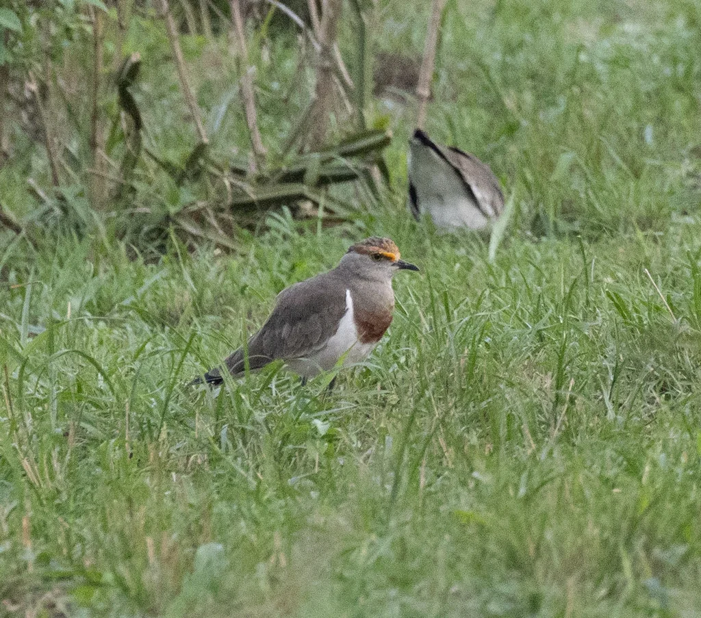 褐胸麦鸡(Vanellus superciliosus)