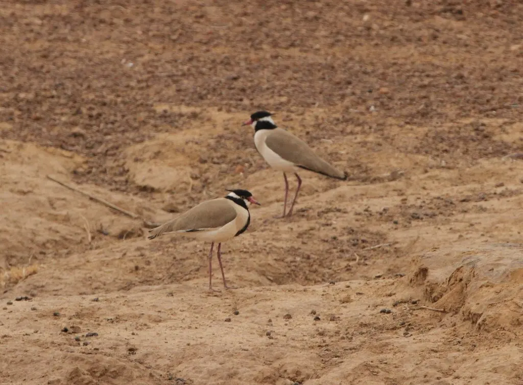 非洲麦鸡(Vanellus tectus)
