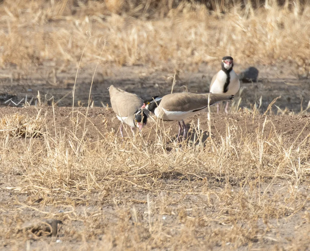 非洲麦鸡(Vanellus tectus)
