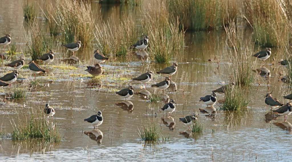 凤头麦鸡(Vanellus vanellus)