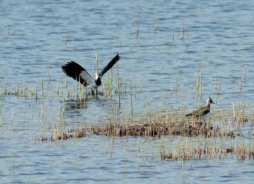 凤头麦鸡(Vanellus vanellus)