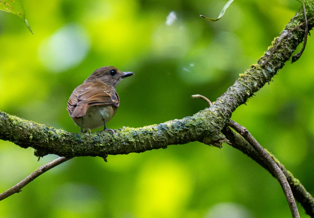 黑林鹟（Vauriella albigularis）