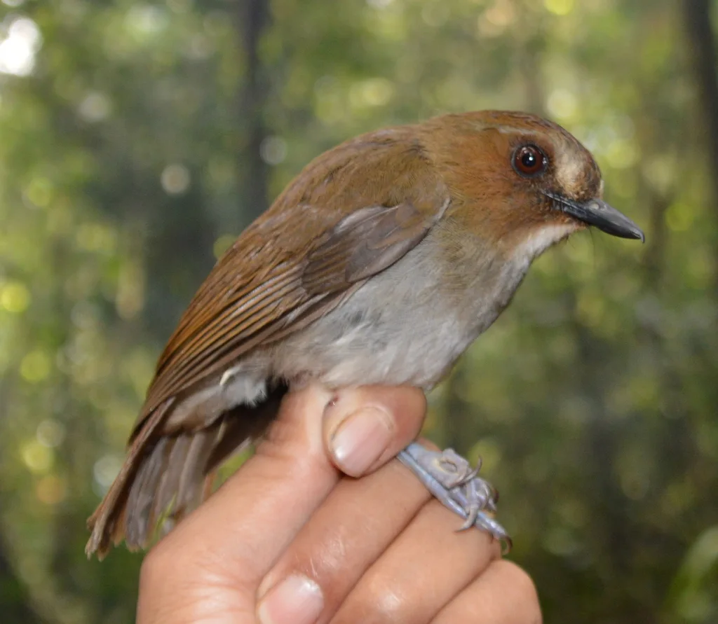 白眉林鹟（Vauriella gularis）