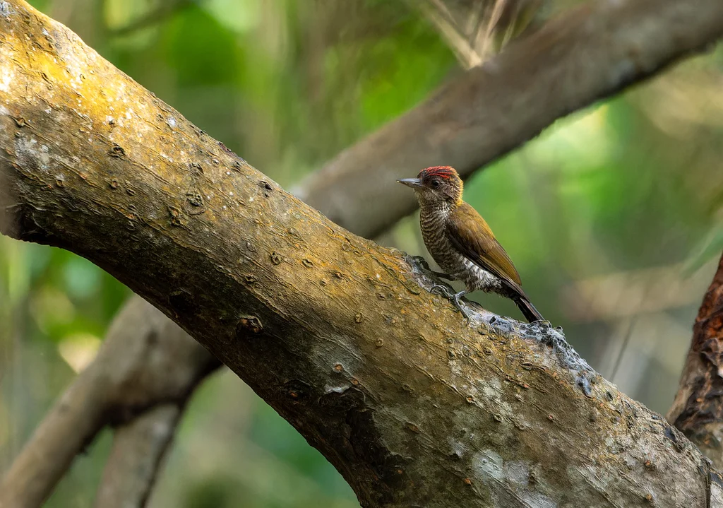 红腰啄木鸟(Veniliornis kirkii)