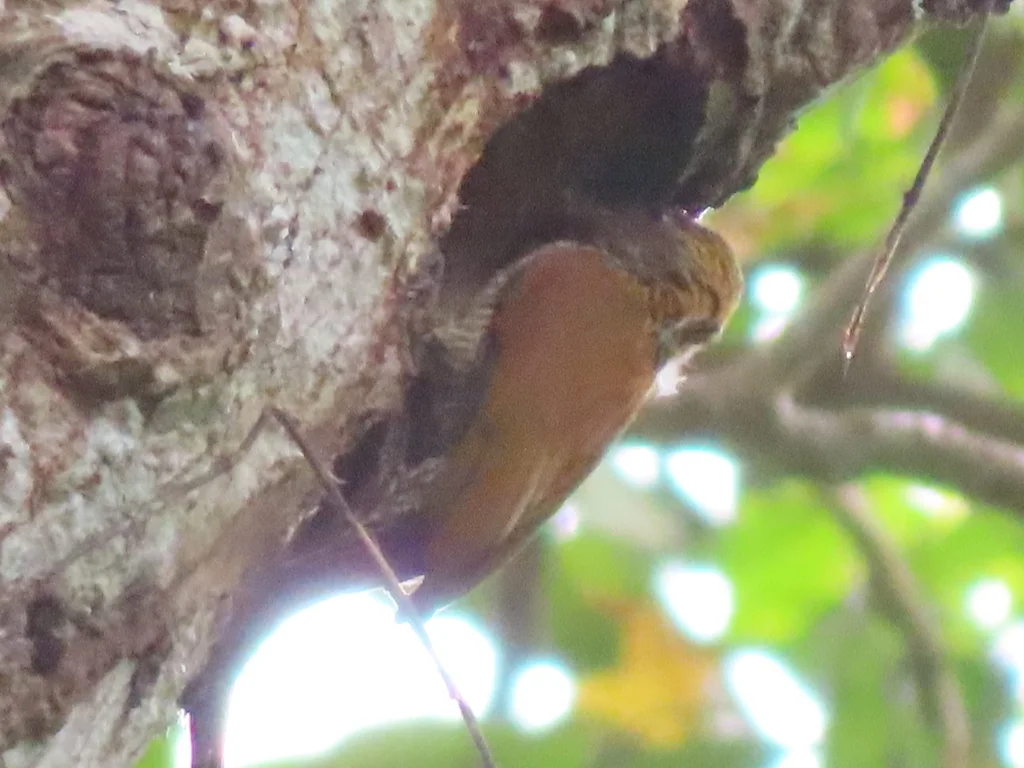 红腰啄木鸟(Veniliornis kirkii)