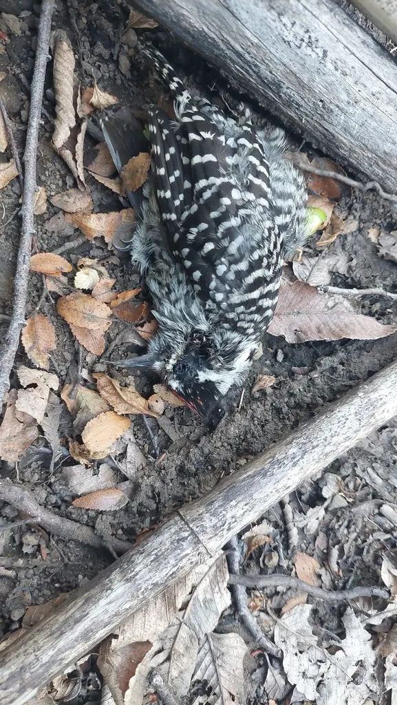 条纹啄木鸟(Veniliornis lignarius)