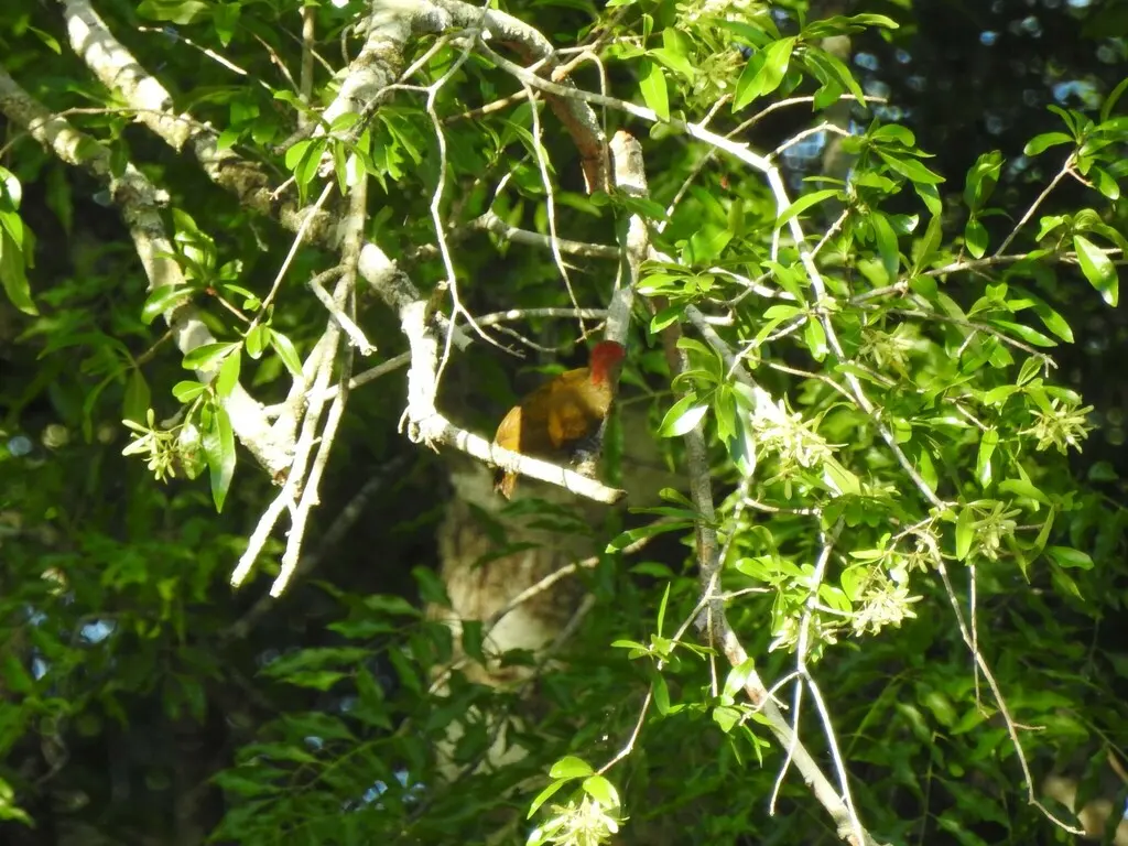 小啄木鸟(Veniliornis passerinus)