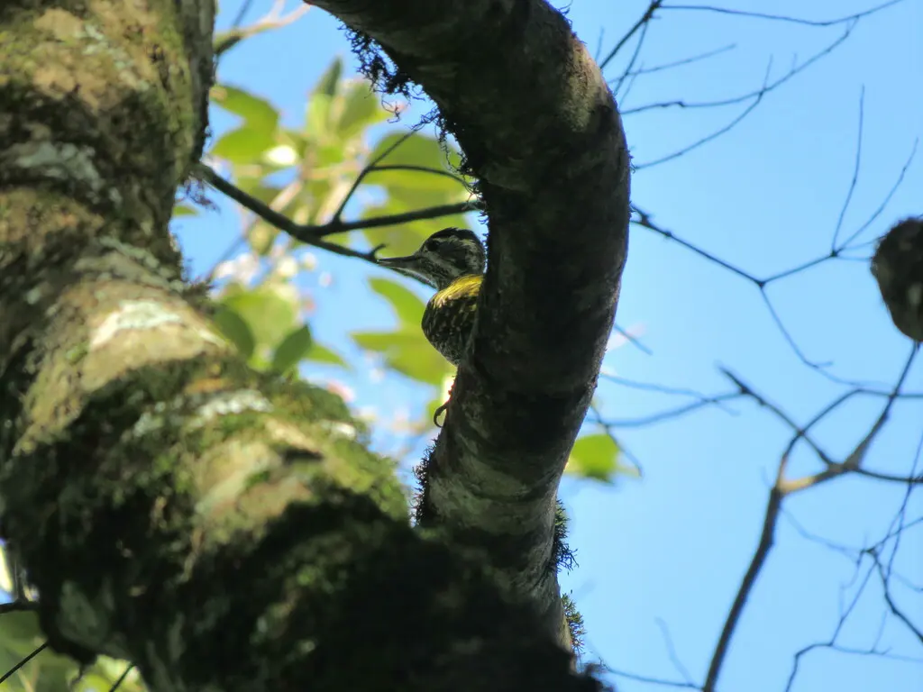 白斑啄木鸟(Veniliornis spilogaster)