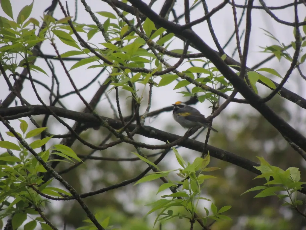 金翅虫森莺(Vermivora chrysoptera)
