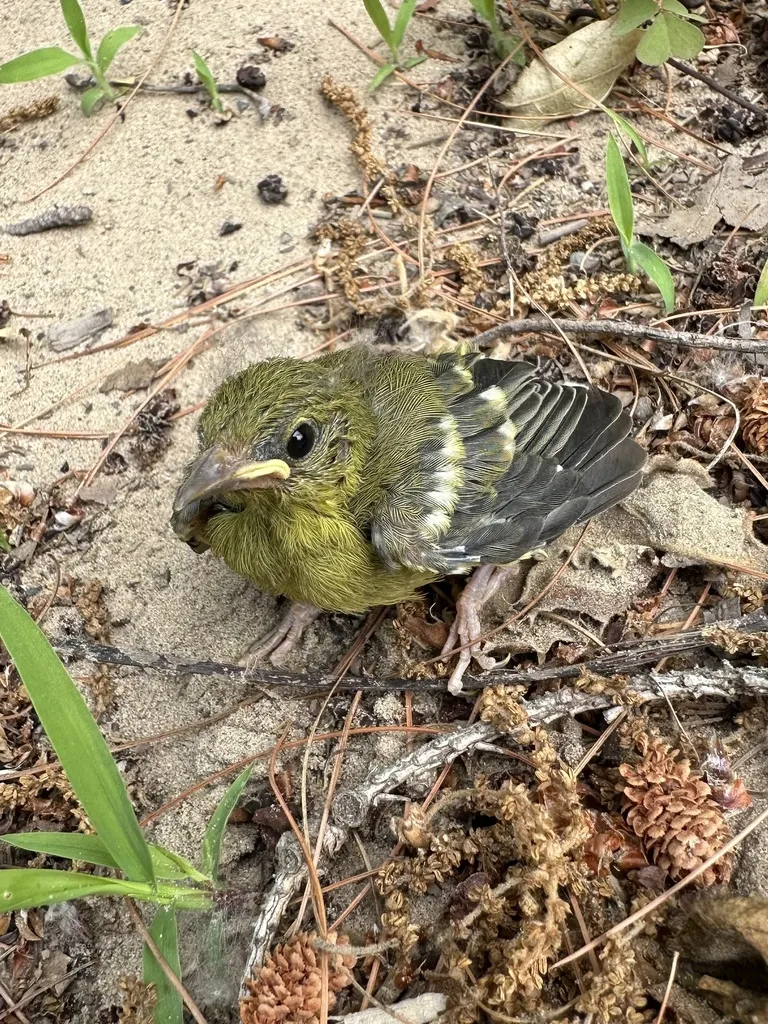 蓝翅虫森莺(Vermivora cyanoptera)