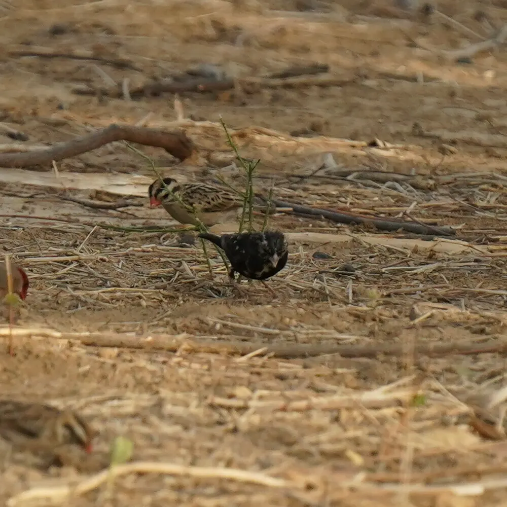 靛蓝维达雀(Vidua chalybeata)