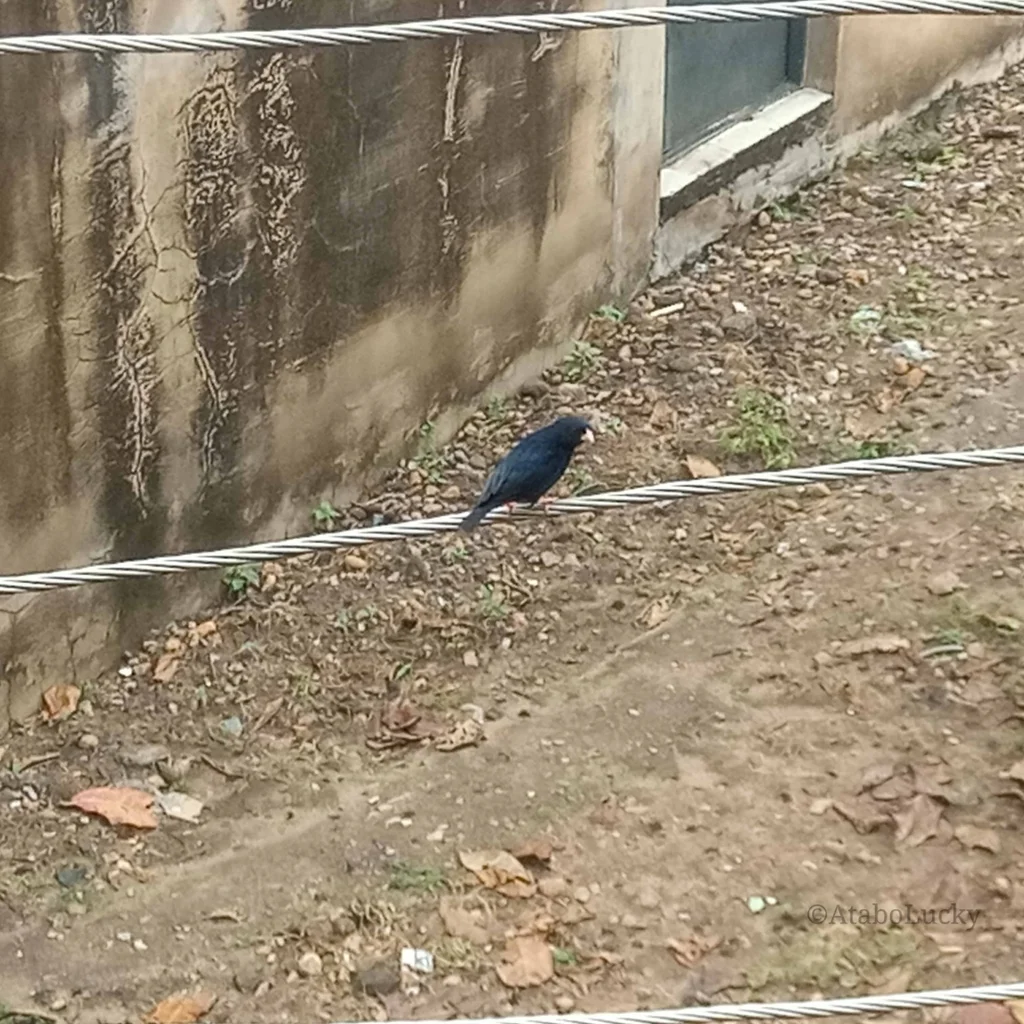 靛蓝维达雀(Vidua chalybeata)