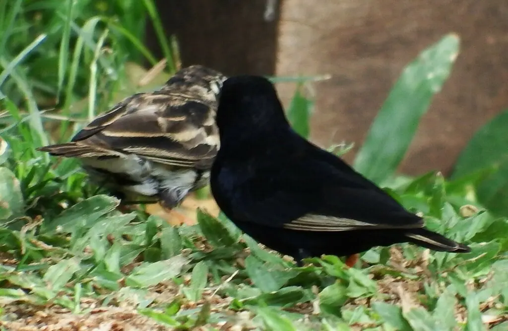 暗紫维达雀(Vidua funerea)