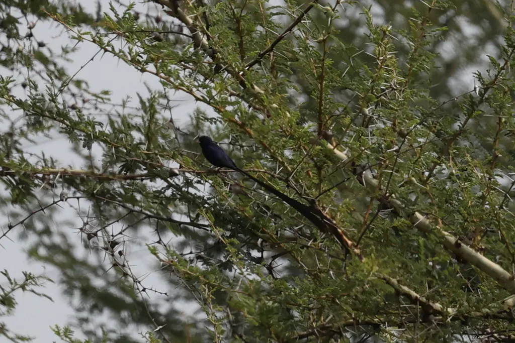 辉蓝维达雀(Vidua hypocherina)