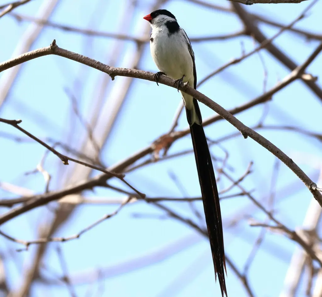 针尾维达雀(Vidua macroura)