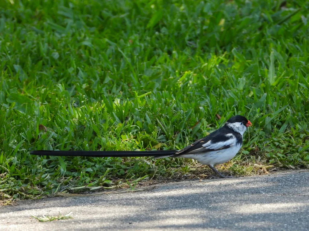 针尾维达雀(Vidua macroura)