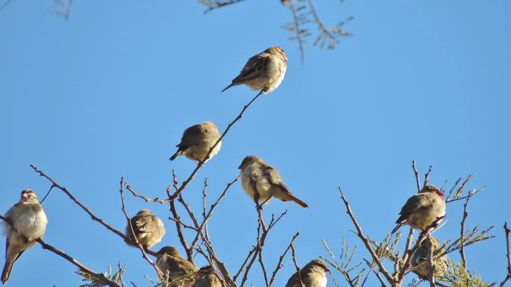 针尾维达雀(Vidua macroura)