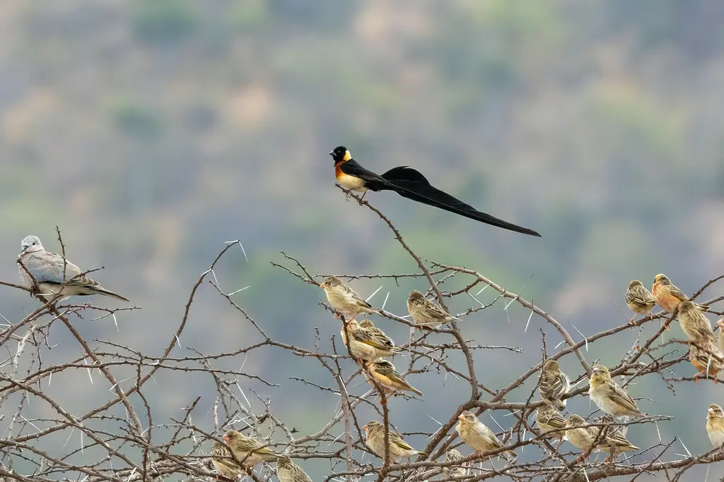 乐园维达雀(Vidua paradisaea)