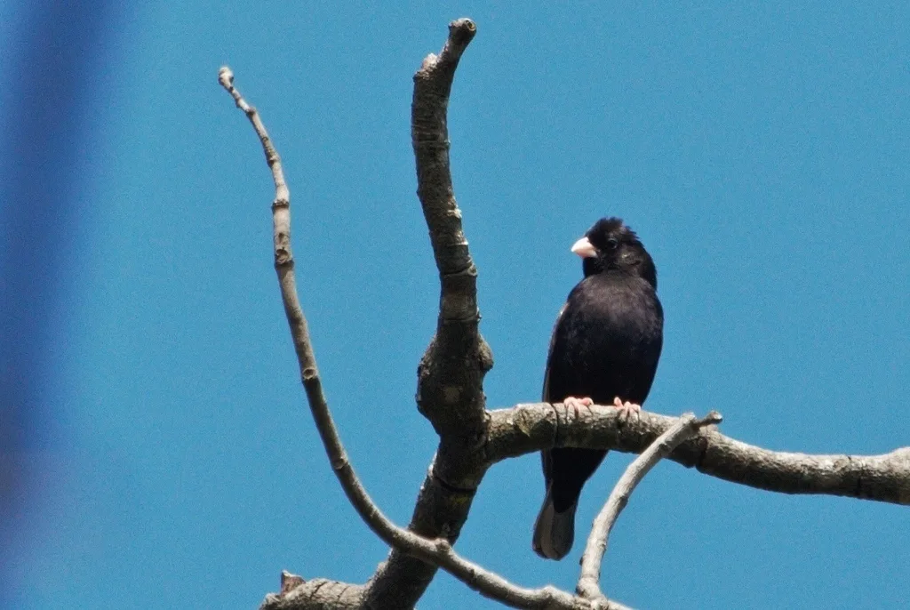 暗色维达雀（Vidua purpurascens）