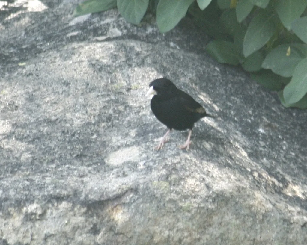 暗色维达雀（Vidua purpurascens）
