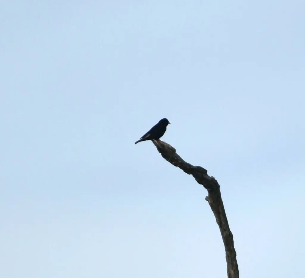 暗色维达雀（Vidua purpurascens）
