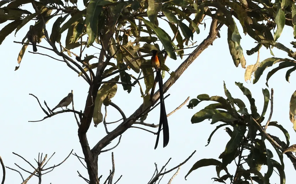 多哥维达雀(Vidua togoensis)
