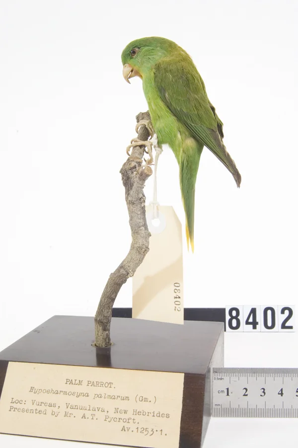 棕榈鹦鹉(Vini palmarum)