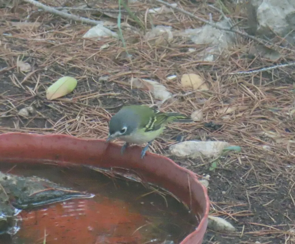 黑顶莺雀(Vireo atricapilla)