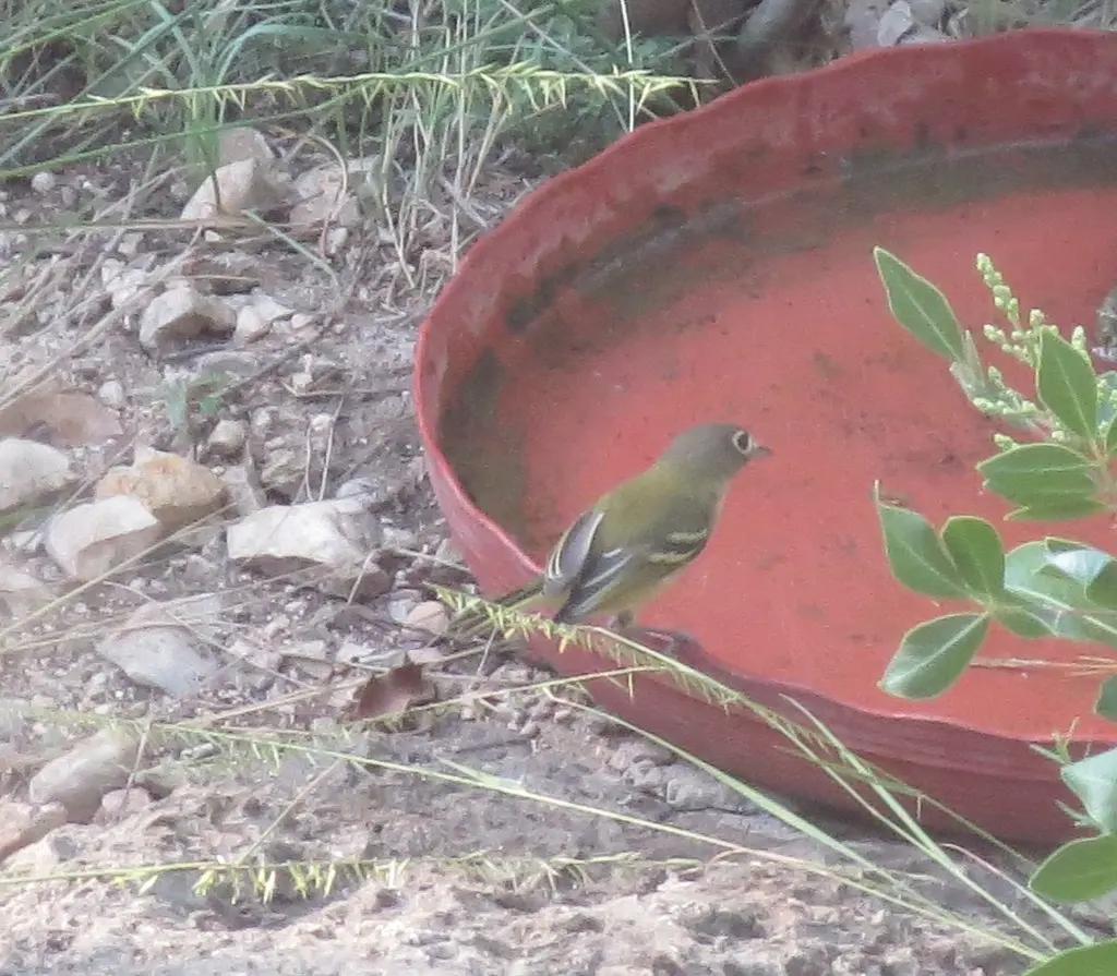黑顶莺雀(Vireo atricapilla)