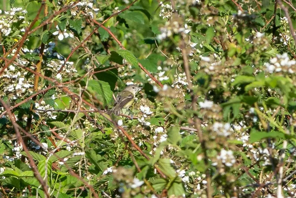 贝氏莺雀(Vireo bellii)