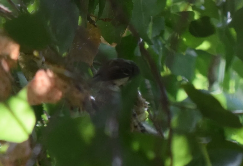 贝氏莺雀(Vireo bellii)