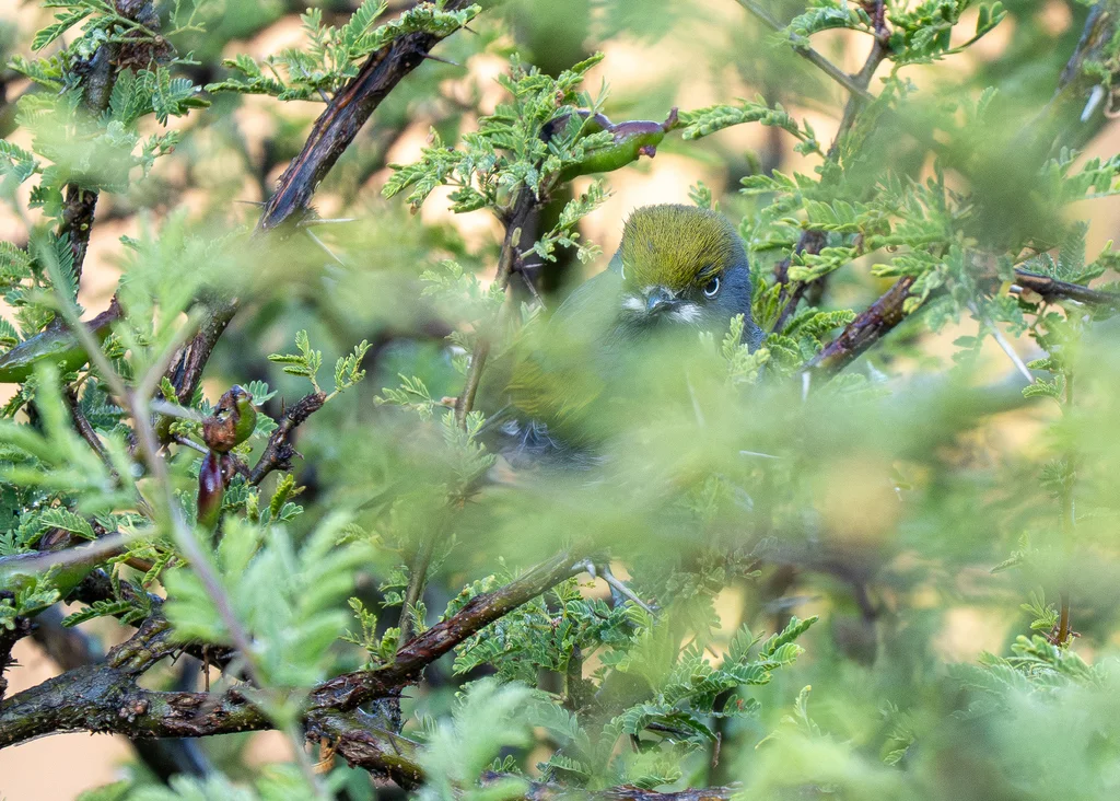 灰蓝莺雀(Vireo brevipennis)