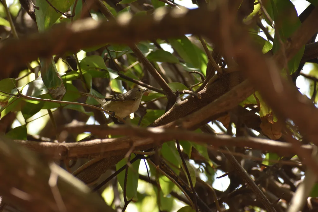 圣岛莺雀(Vireo caribaeus)