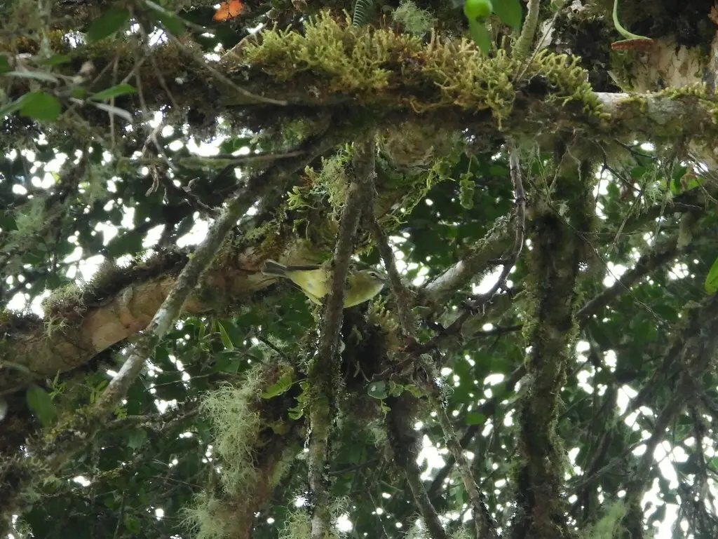 黄翅莺雀(Vireo carmioli)