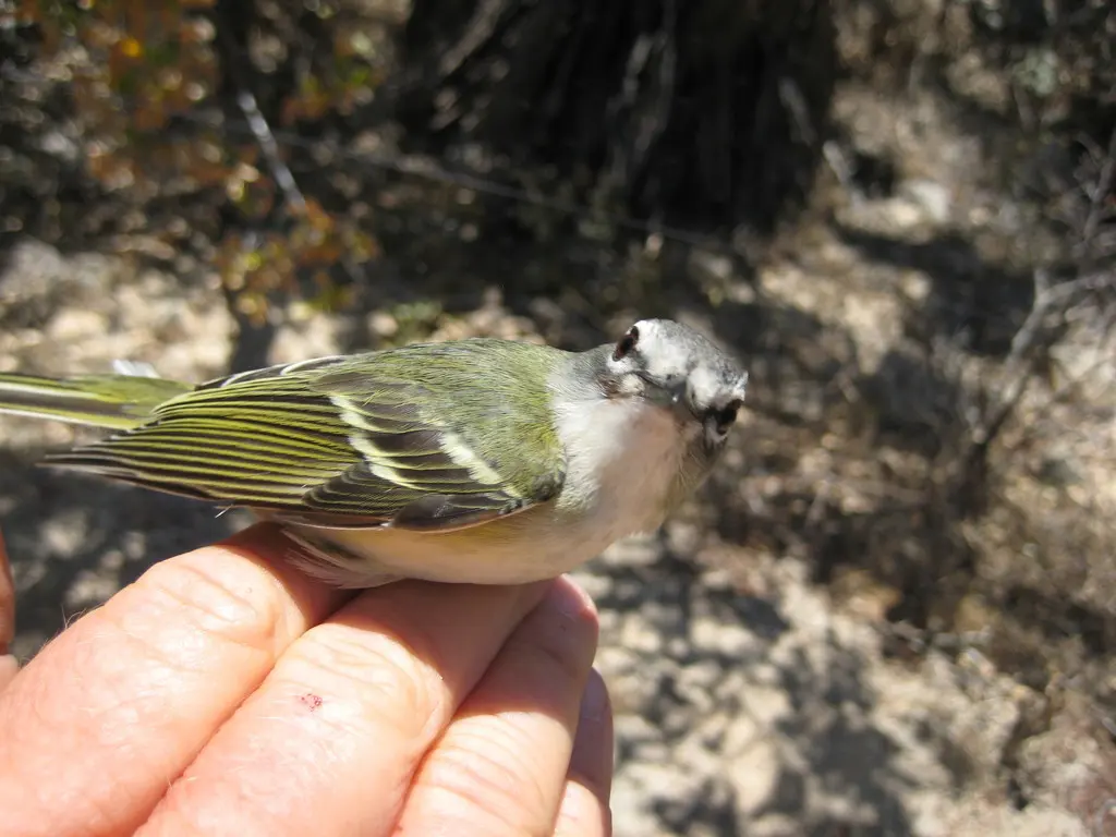 卡氏莺雀(Vireo cassinii)