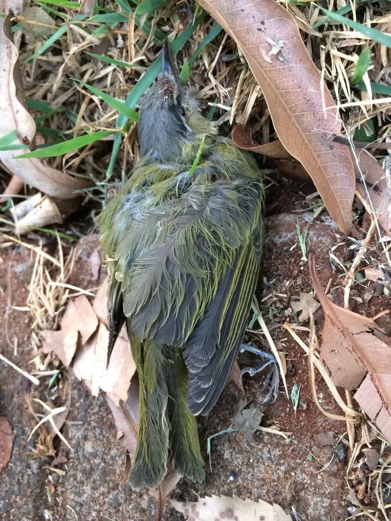 南美红眼莺雀(Vireo chivi)
