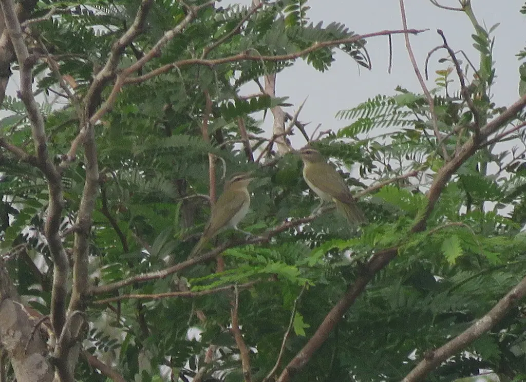 南美红眼莺雀(Vireo chivi)