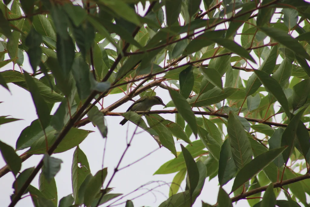 南美红眼莺雀(Vireo chivi)