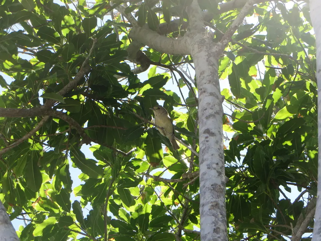 厚嘴莺雀(Vireo crassirostris)