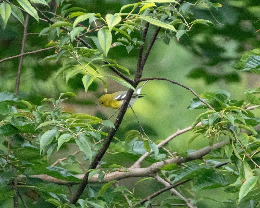 黄喉莺雀(Vireo flavifrons)