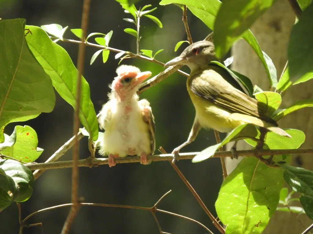 黄绿莺雀(Vireo flavoviridis)