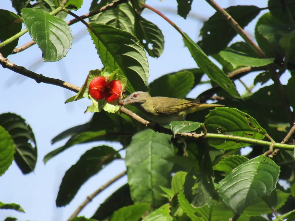 黄绿莺雀(Vireo flavoviridis)