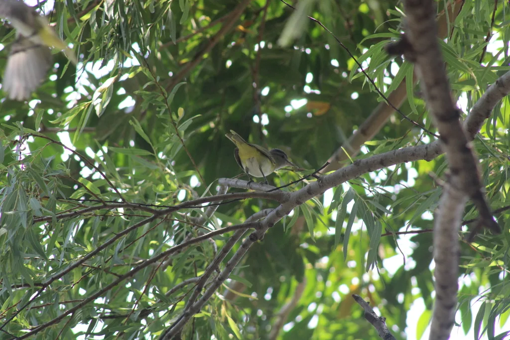 黄绿莺雀(Vireo flavoviridis)