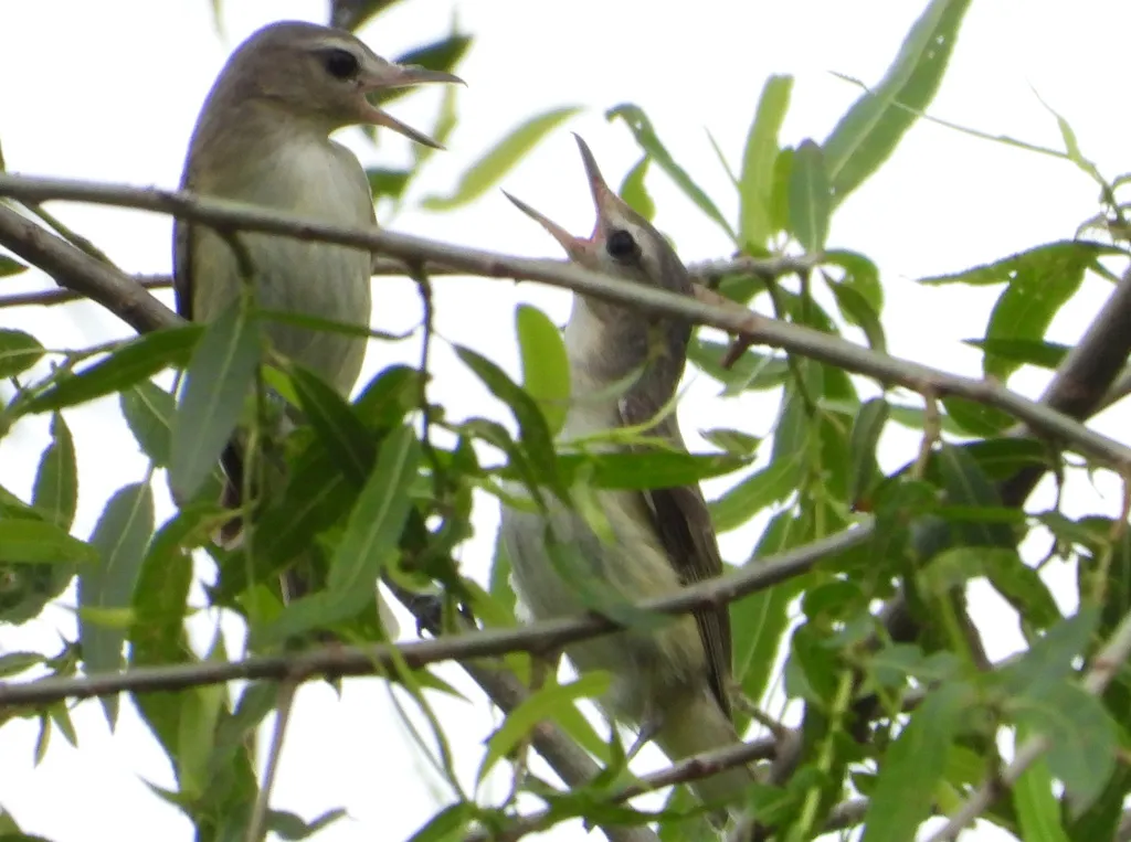 歌莺雀(Vireo gilvus)