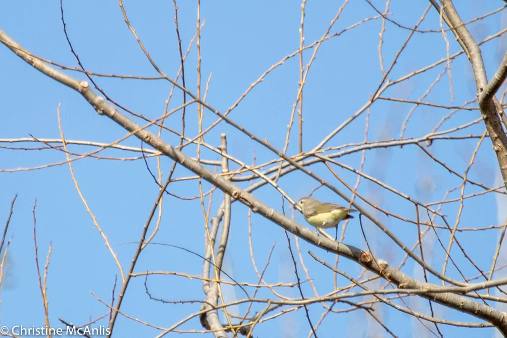 歌莺雀(Vireo gilvus)