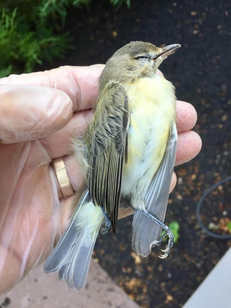 歌莺雀(Vireo gilvus)