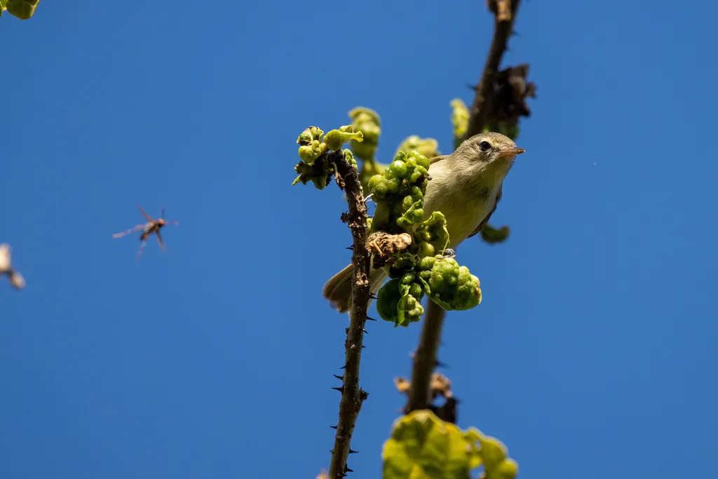 巴西莺雀(Vireo gracilirostris)